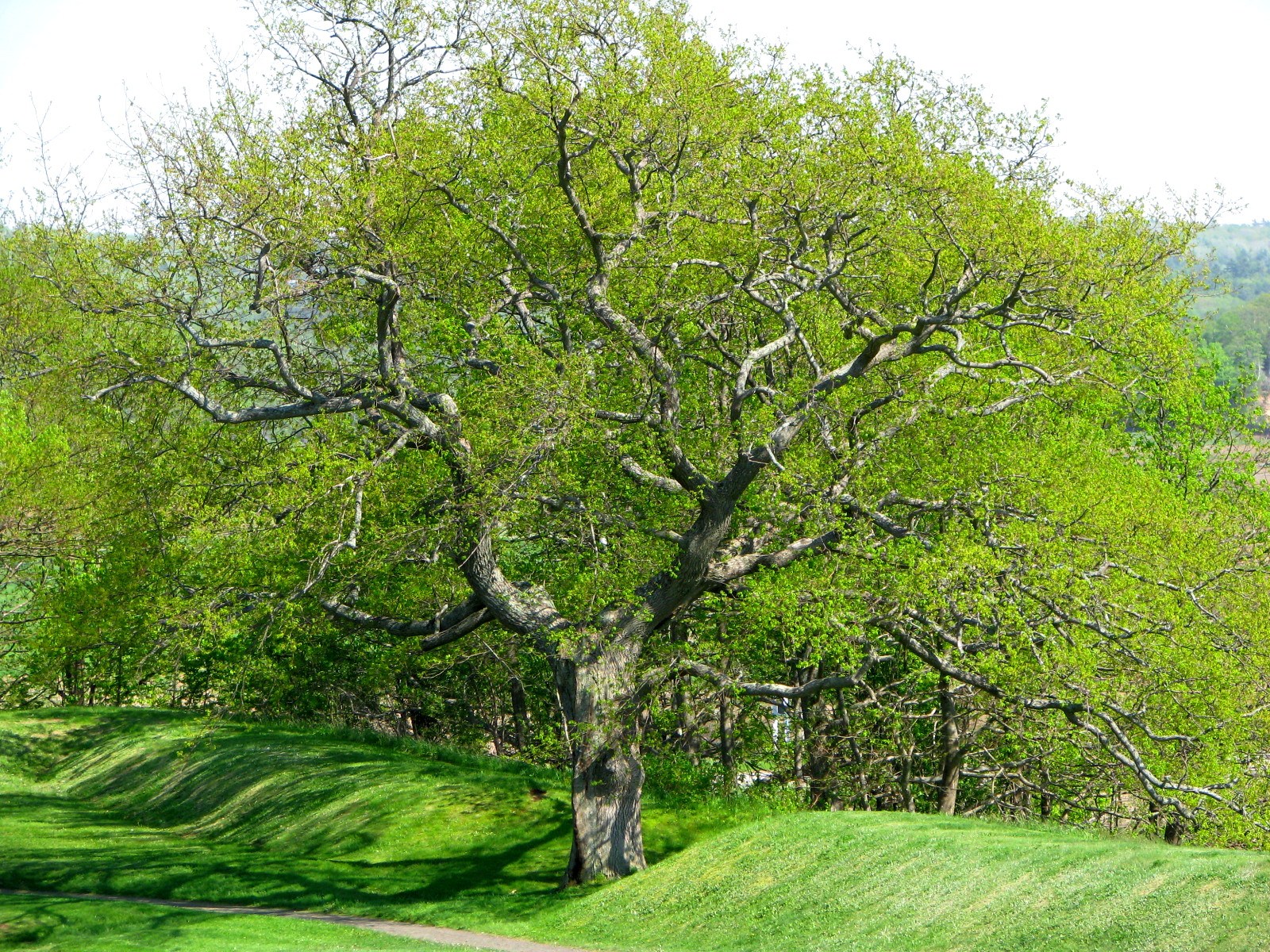 An Awesome picture of a giant tree